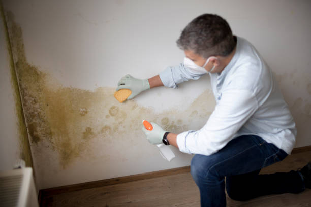  Fairlea, WV Mold Removal Pros